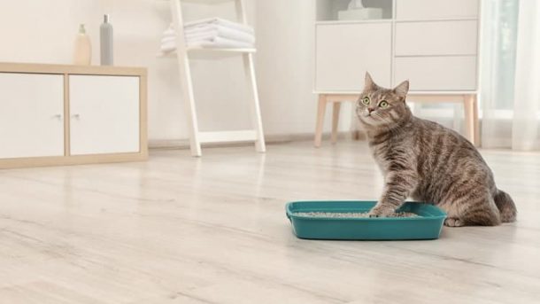 Why is Cat Litter so Important?